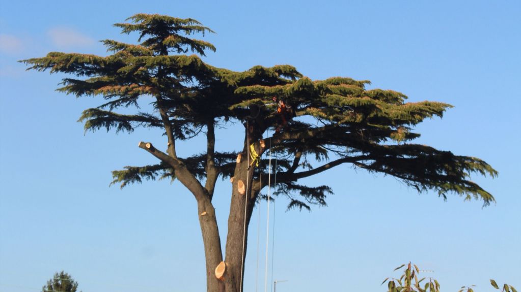 abattage arbre nimes (2).jpg